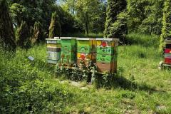 12.-Warsztaty-pszczelarskie-klasy-4a