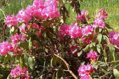 6.-Plener-malarski-w-Mosznej