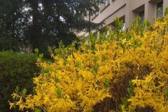 3.-Wiosna-w-Spolecznej
